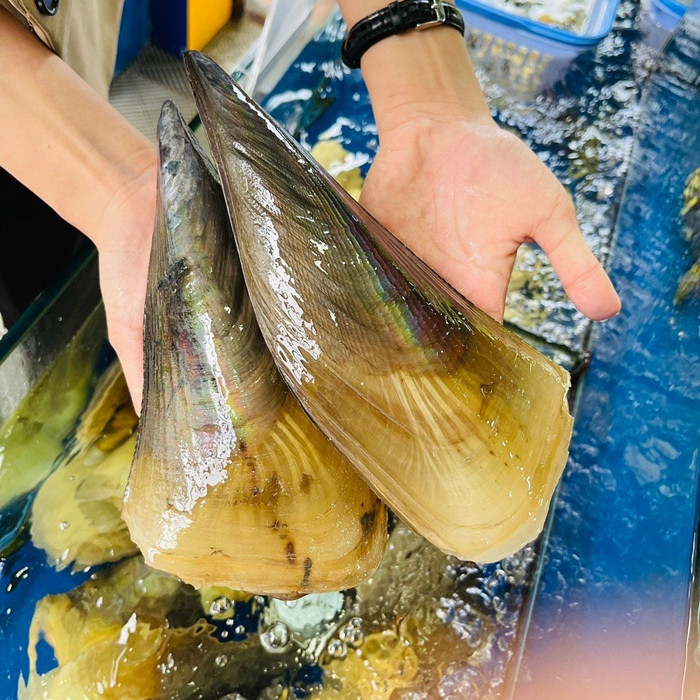 Sò biên mai (hay còn gọi bắp chuối) là loài hải sản thân mềm hai mảnh thuộc họ sò, có nhiều ở vùng biển miền Nam, nhiều nhất là ở Phú Quốc (Kiên Giang). Ảnh: Haisanhoanggia