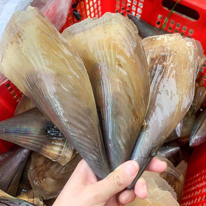 Trước đây, chẳng mấy ai biết đến sò biên mai, chỉ có người dân miền biển lặn bắt về chế biến món ăn. Ảnh: HaisanHCM