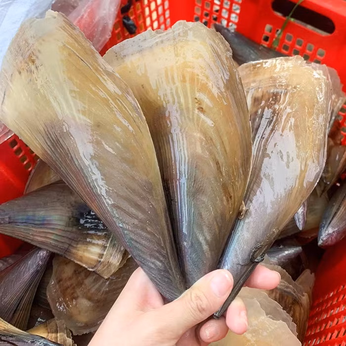 Trước đây, chẳng mấy ai biết đến sò biên mai, chỉ có người dân miền biển lặn bắt về chế biến món ăn. Ảnh: HaisanHCM