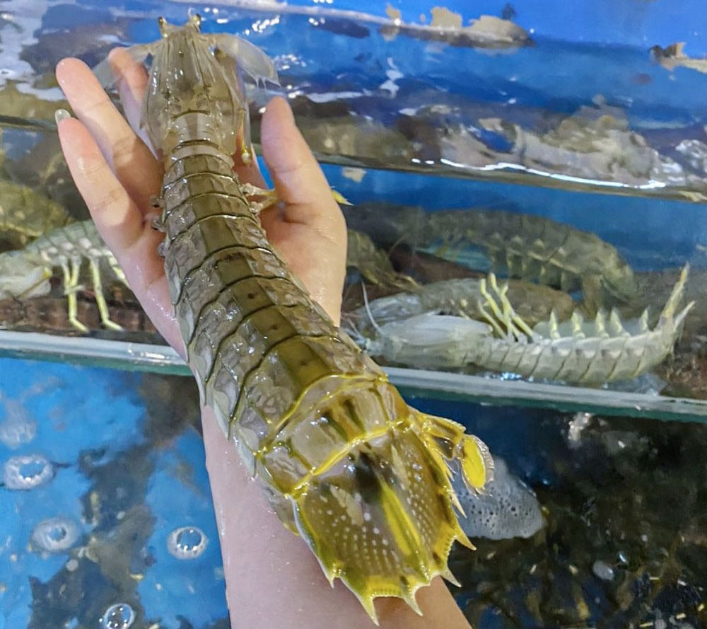 Tuy nhiên thời xưa, bề bề là loại thực phẩm rẻ như rau. Thậm chí ở nước ngoài, nhiều ngư dân còn dùng bề bề làm phân bón thay vì làm đồ ăn. Ảnh: Tapchithuysan