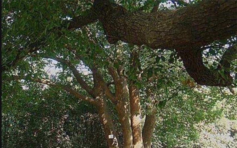 3 cây gỗ quý trong vườn nhà ông cụ thuộc loại có nguy cơ tuyệt chủng cao, giá trị nghiên cứu lớn nên thay vì chặt hạ để buôn bán, nên bảo vệ và nhân giống. Ảnh minh họa