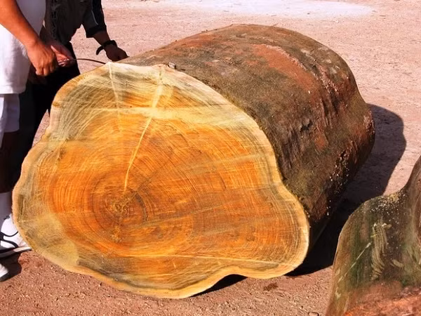 Tuy nhiên, các chuyên gia đã ngăn cản ông cụ thực hiện giao dịch. Bởi, kim tơ nam mộc là gỗ quý được chính phủ bảo vệ, không cho phép ai chặt hạ hay khai thác. Ảnh: Internet