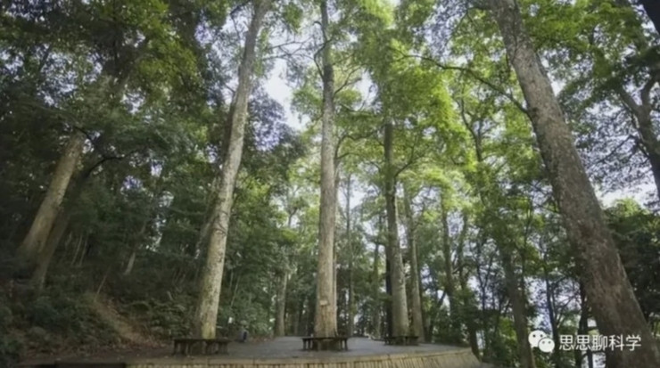 Sau khi được chuyên gia giải thích, cụ ông quyết định tặng 3 cây gỗ quý cho chính quyền. Từ đó, 3 cây kim tơ nam mộc được rào chắn, bảo vệ cẩn thận. Ảnh minh họa