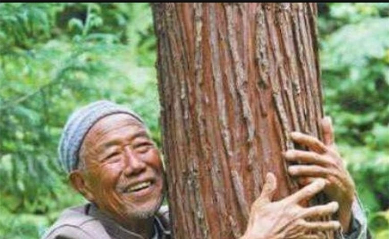 Khi có một người am hiểu về gỗ quý phát hiện và tiết lộ, cụ ông cho biết những cây gỗ này đã có trong vườn nhà từ khi ông còn nhỏ. Ảnh minh họa