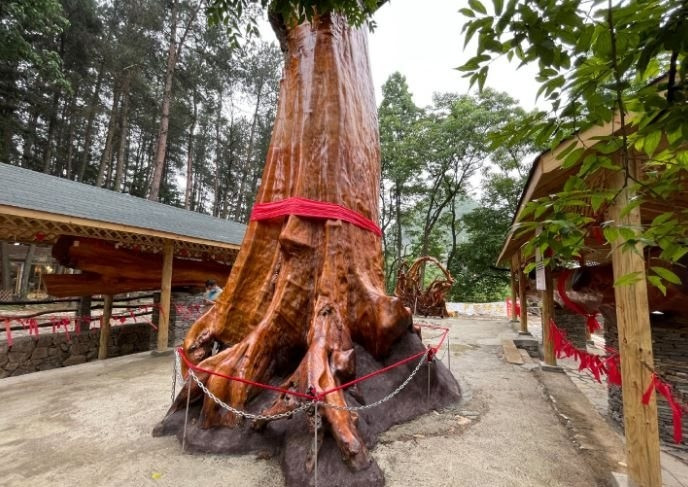 Ông lão cho biết từng nghe ông nội nhắc đến giá trị quý hiếm của cây gỗ nên luôn chăm sóc cho chúng rất cẩn thận. Ảnh: Zhihu