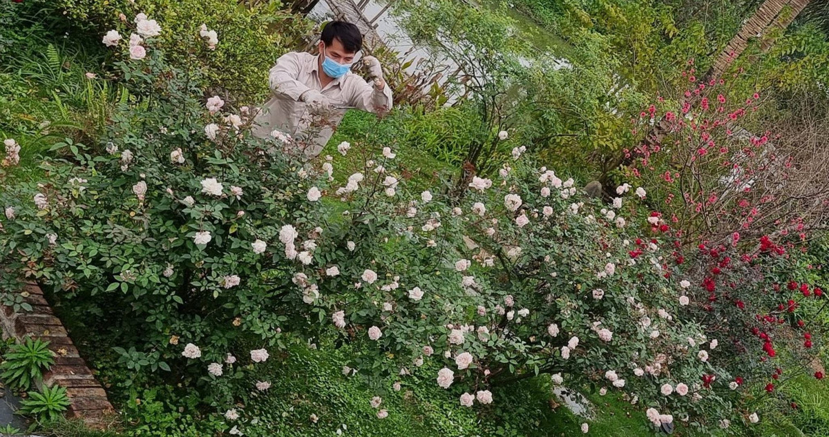 Trong vườn, vợ chồng NSND Xuân Bắc trồng nhiều cây ăn trái và hoa. Ảnh: Vietnamnet