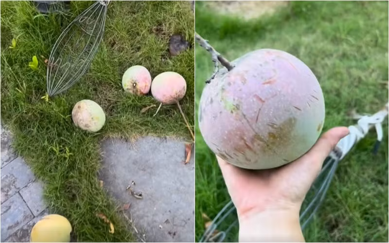 Bà xã Xuân Bắc khoe xoài trong vườn nhà to, tròn, căng mọng. Ảnh: FBNV