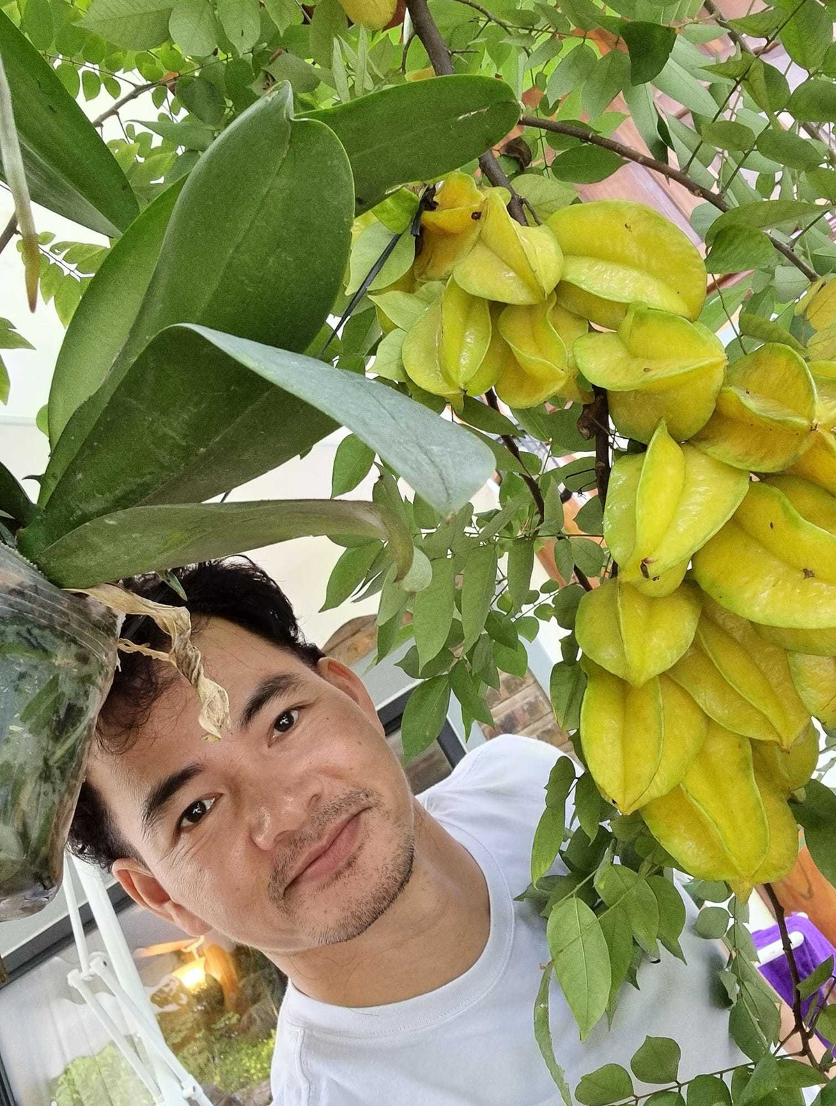 Cây khế sai trĩu quả. Ảnh: Vietnamnet