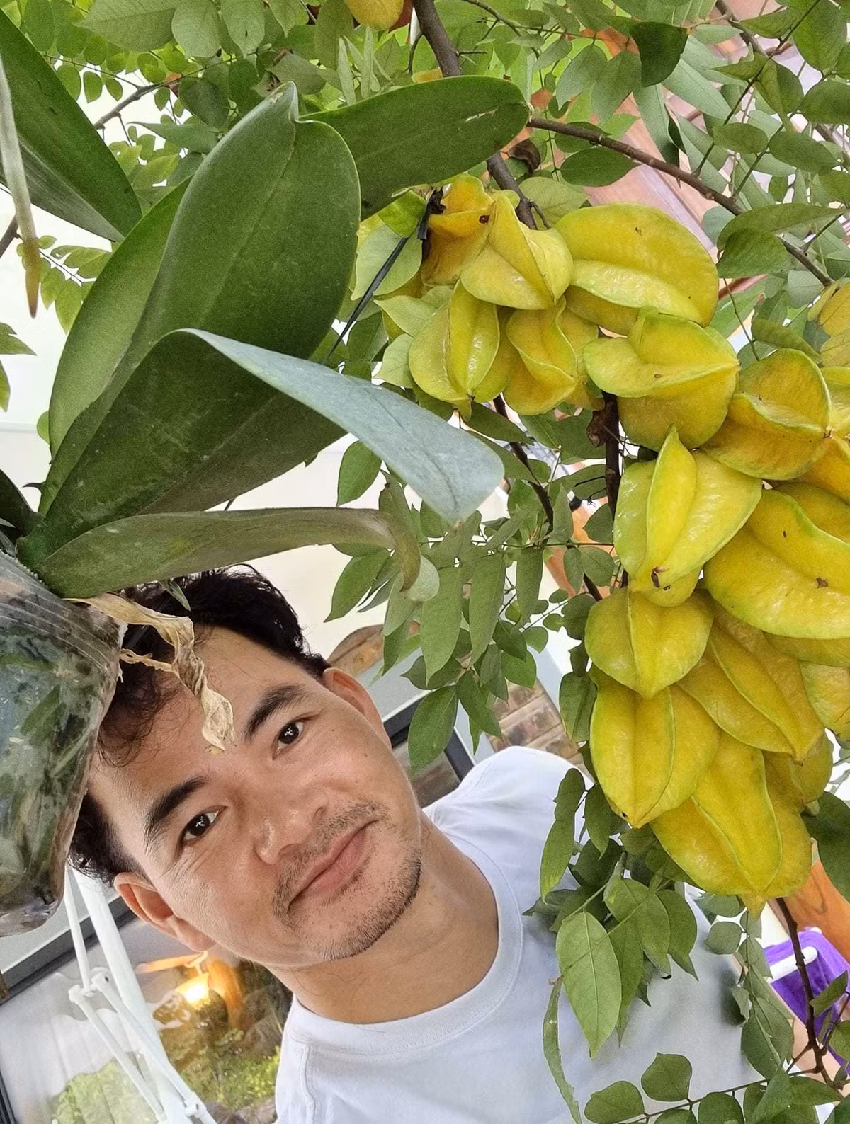 Cây khế sai trĩu quả. Ảnh: Vietnamnet