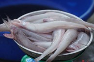 Sở dĩ có tên gọi như vậy vì các khoai có thân thon dài, thị trắng hồng, không vảy trông giống như những củ khoai. Ảnh: Facebook