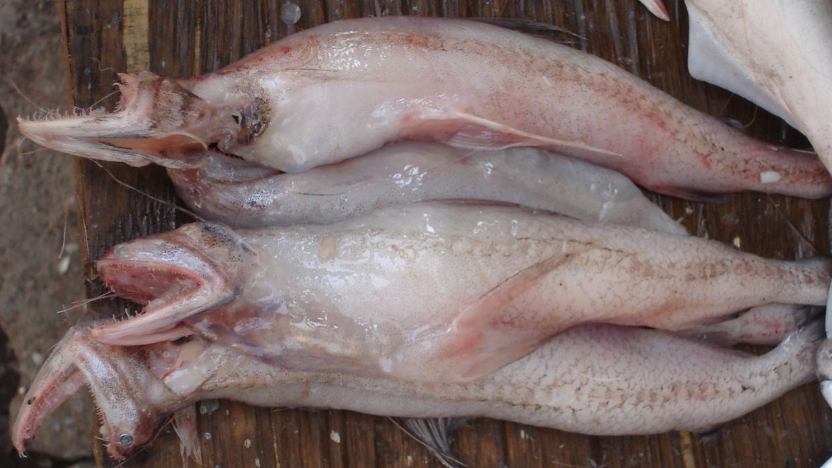 Từ tháng 9 đến hết tháng 12 âm lịch hàng năm là thời điểm cá khoai vào mùa thu hoạch. Ảnh: Facebook