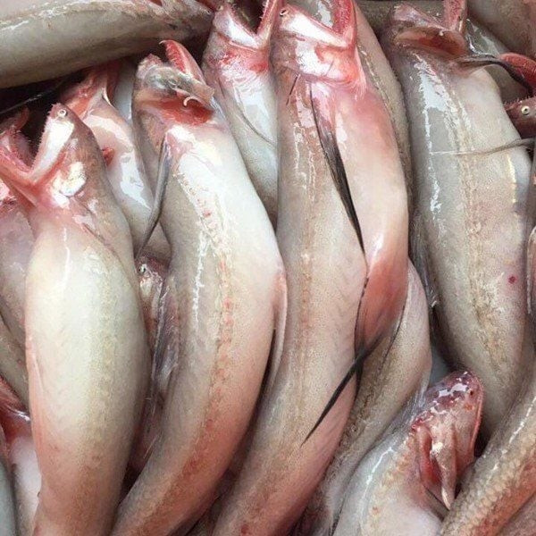 Trước đây, cá khoai thường chỉ được chế biến đơn giản, thành món ăn dân dã của bà con vùng biển, nhiều nơi thậm chí dùng làm thức ăn cho vật nuôi. Ảnh: Vitot food