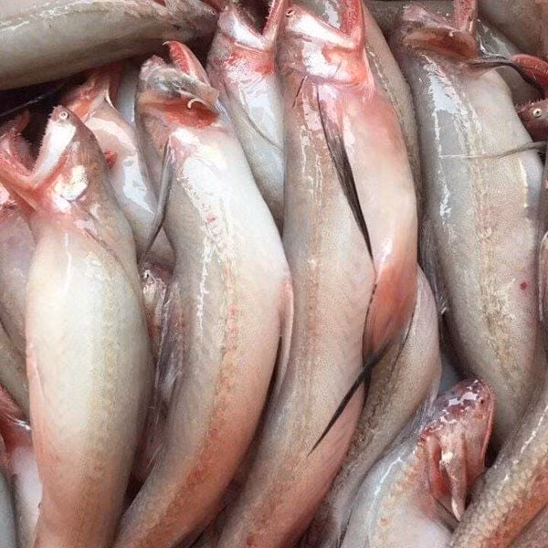 Trước đây, cá khoai thường chỉ được chế biến đơn giản, thành món ăn dân dã của bà con vùng biển, nhiều nơi thậm chí dùng làm thức ăn cho vật nuôi. Ảnh: Vitot food