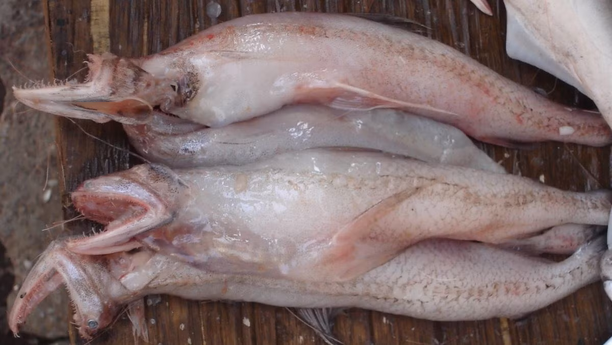 Từ tháng 9 đến hết tháng 12 âm lịch hàng năm là thời điểm cá khoai vào mùa thu hoạch. Ảnh: Facebook