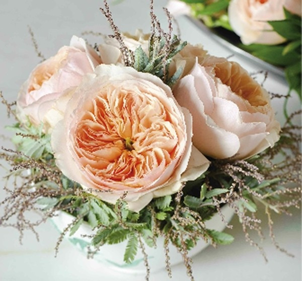 Hoa hồng Juliet loại hồng cổ điển của nước Anh được đánh giá là có giá trị bậc cao nhất trên thế giới. Giá bán loài hoa này lên tới 15,8 triệu USD (hơn 370 tỷ đồng). Ảnh: Financesonline