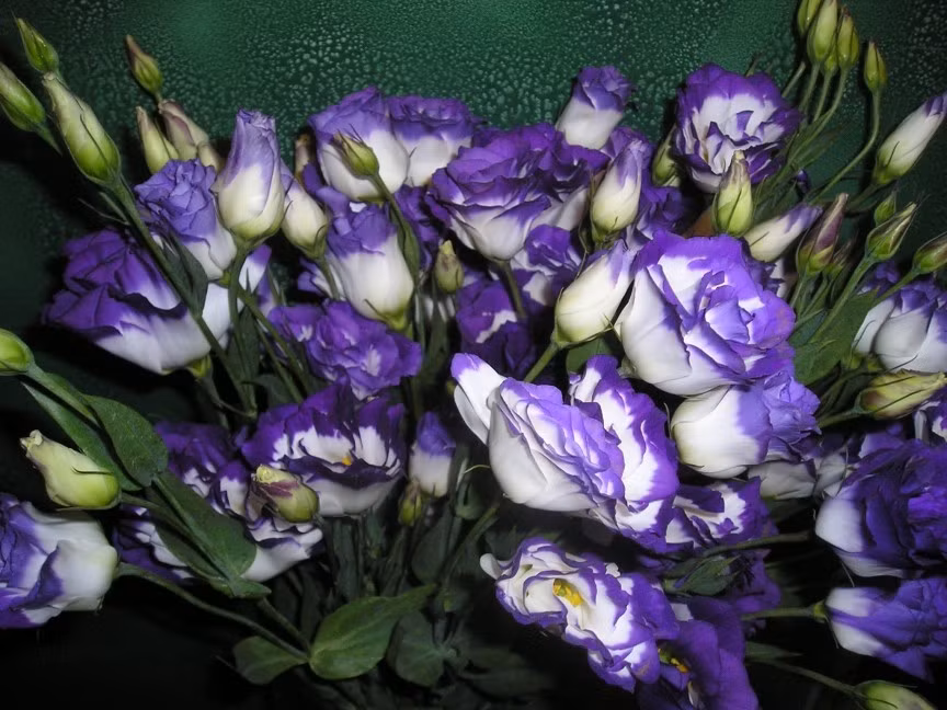 Hoa Lisianthus nở hàng năm và phát triển đến đường kính khoảng năm cm. Hoa đắt tiền (gần triệu đồng/bó) vì nó chỉ tồn tại trong vài tuần sau khi cắt khỏi thân. Ảnh: Financesonline