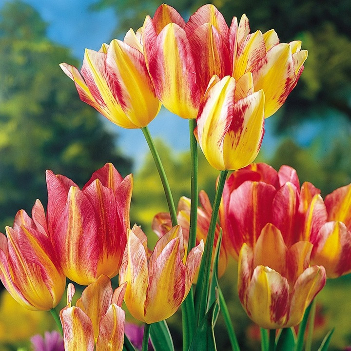 Vào thế kỷ 17, hoa tulip trở thành quốc bảo của những người yêu hoa tại Hà Lan. Hoa tulip là cực phẩm trong kỳ thời trang và là biểu tượng cho sự giàu có, giá bán lên tới 5.700 USD (hơn 133 triệu đồng). Ảnh: Financesonline