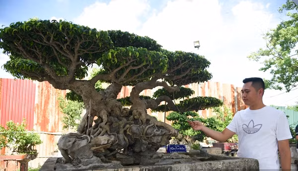Năm 2022, cây sanh cổ “Khổng tước hạ sơn” của anh Triệu Quang Đạt ở làng Triều Khúc (Thanh Trì, Hà Nội) thu hút sự chú ý của giới chơi cây cảnh bởi vẻ đẹp hiếm có. Ảnh: Dân Việt