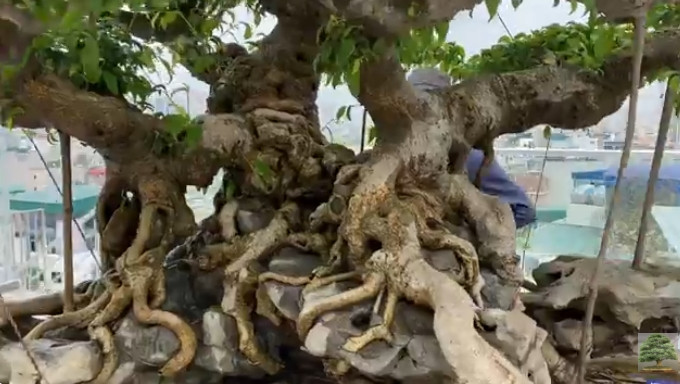 Anh Đạt xem tác phẩm sanh cổ như một báu vật. Ảnh chụp màn hình Youtube