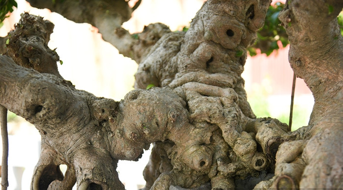 Theo nhiều nghệ nhân chơi cây cảnh, giá trị đầu tiên của một tác phẩm cây cảnh là thâm niên của cây. Ảnh: Dân Việt