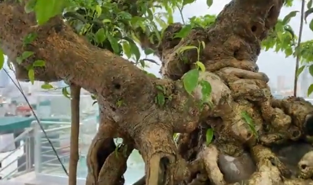 Đặc biệt, cây mang vóc đầm lùn, tuổi trăm năm và dáng tự nhiên. Ảnh chụp màn hình Youtube