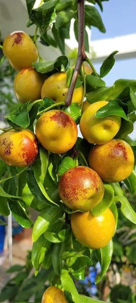 Đây cũng là lý do khiến không ít các đầu mối hoa quả bán hàng trăm thùng hồng táo mỗi ngày cho khách sỉ và khách lẻ. Ảnh: Facebook