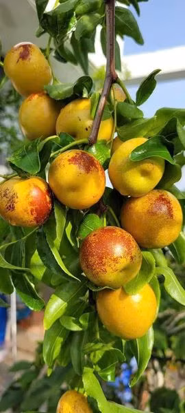 Đây cũng là lý do khiến không ít các đầu mối hoa quả bán hàng trăm thùng hồng táo mỗi ngày cho khách sỉ và khách lẻ. Ảnh: Facebook