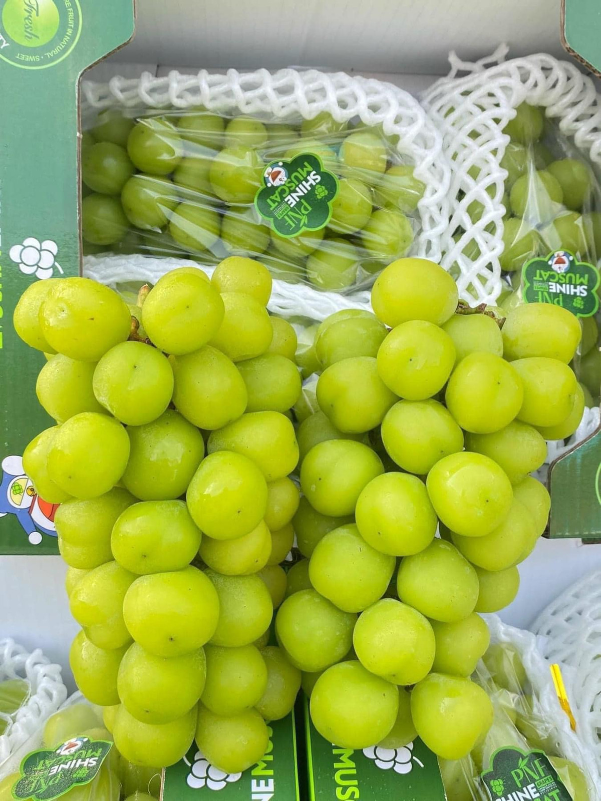 Đáng chú ý, những chùm nho sữa to, quả màu xanh căng bóng bẩy từng chỉ phục vụ giới nhà giàu nay trở thành hàng bình dân giá chỉ từ 25.000 - 40.000 đồng/kg. Ảnh: Facebook