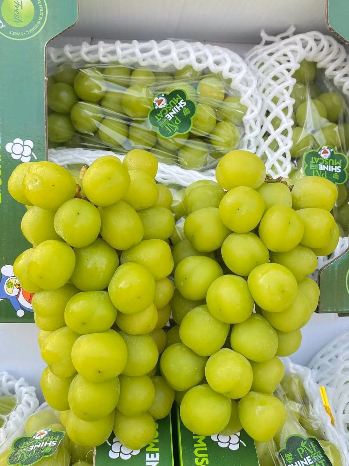 Đáng chú ý, những chùm nho sữa to, quả màu xanh căng bóng bẩy từng chỉ phục vụ giới nhà giàu nay trở thành hàng bình dân giá chỉ từ 25.000 - 40.000 đồng/kg. Ảnh: Facebook