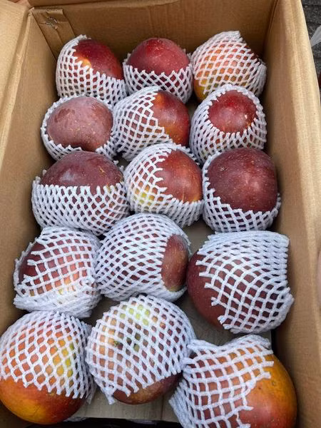 Do hút khách nên nhiều tiểu thương một ngày cả đổ sỉ và bán lẻ, tiêu thụ hết khoảng trên dưới 200 thùng táo đá. Ảnh: Facebook