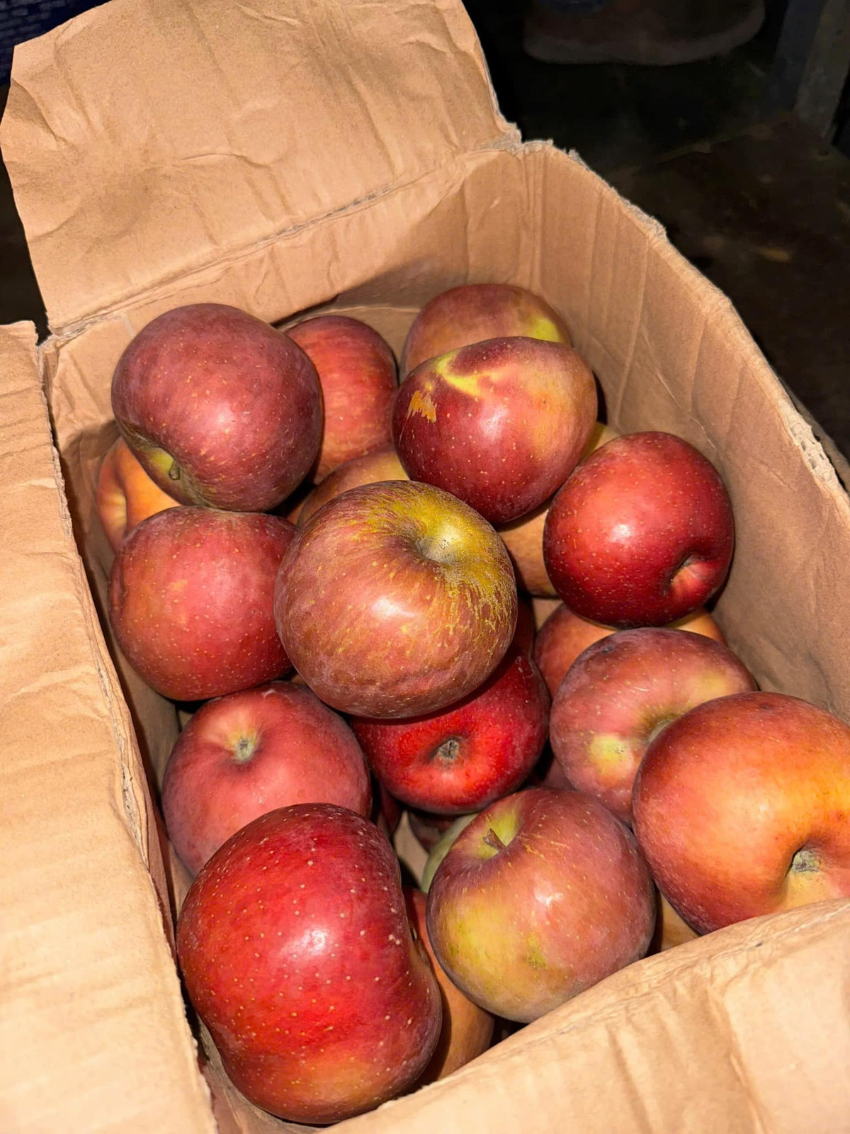 Tại các chợ dân sinh ở Hà Nội, táo đá có giá từ 25.000 đến 30.000 đồng/kg. Khách mua cả thùng 6 - 7kg, giá chỉ từ 140.000 đồng. Ảnh: Facebook