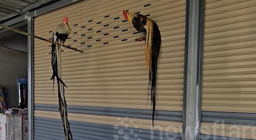 Trong trang trại của một người dân tên Chalermchai Maneeboon (41 tuổi, ở Thái Lan) có hai chú gà trống Nadech và Thong Kham. Ảnh chụp màn hình Newsflare