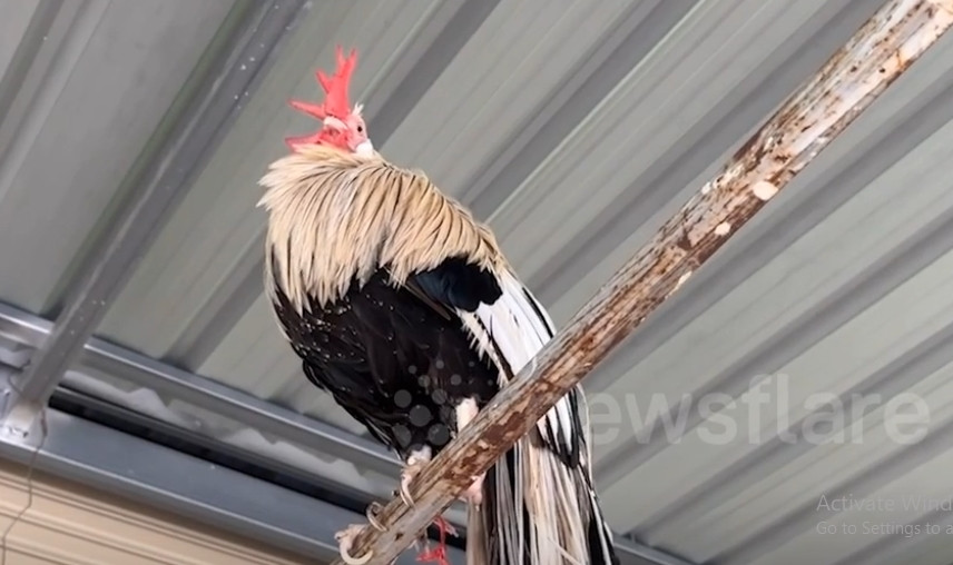 Giá gà con là 1.000 baht (hơn 700.000 đồng) đến 2.000 baht (1,4 triệu đồng). Trong khi đó, gà 5 tháng tuổi giá 5.000 baht (3,7 triệu đồng) đến 7.000 baht mỗi con (5,2 triệu đồng). Ảnh chụp màn hình Newsflare