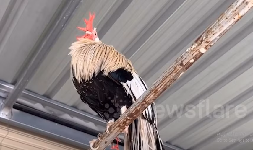 Giá gà con là 1.000 baht (hơn 700.000 đồng) đến 2.000 baht (1,4 triệu đồng). Trong khi đó, gà 5 tháng tuổi giá 5.000 baht (3,7 triệu đồng) đến 7.000 baht mỗi con (5,2 triệu đồng). Ảnh chụp màn hình Newsflare