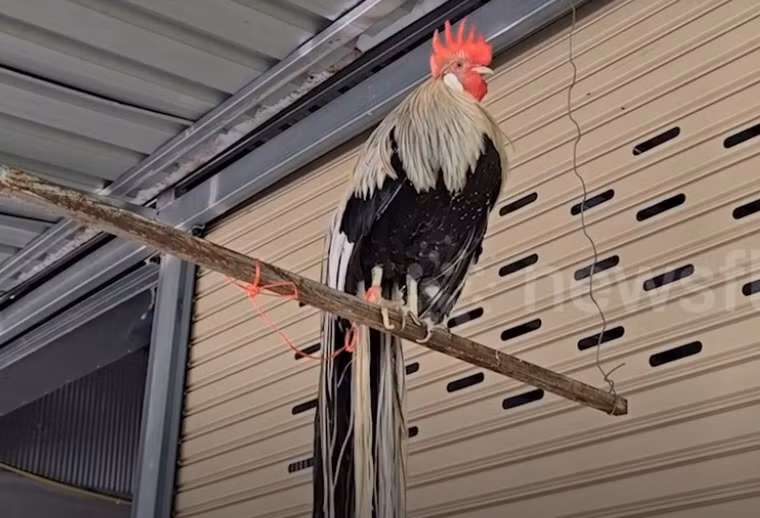 Chú gà trống này thuộc giống gà Onagadori có nguồn gốc từ Nhật Bản. Giống gà này nổi bật với cái đuôi rất dài, được nuôi để làm cảnh hoặc tham gia trưng bày. Ảnh chụp màn hình Newsflare