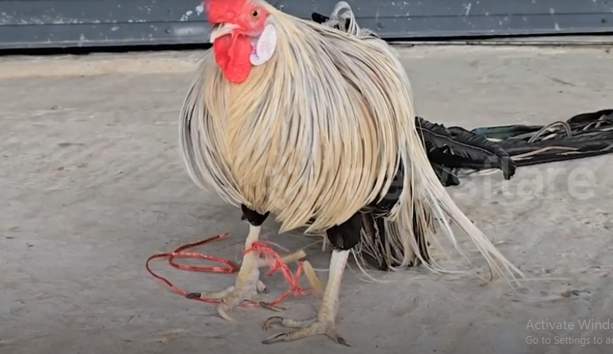 Không chỉ có bề ngoài độc đáo giống Onagadori còn có giá đắt đỏ, lên đến hàng chục, hàng trăm triệu đồng. Ảnh chụp màn hình Newsflare