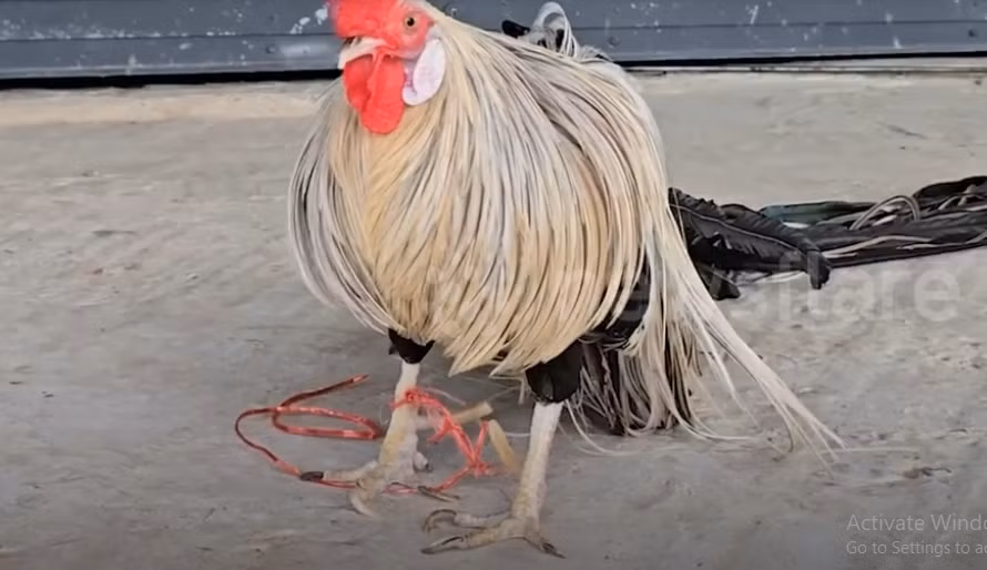 Không chỉ có bề ngoài độc đáo giống Onagadori còn có giá đắt đỏ, lên đến hàng chục, hàng trăm triệu đồng. Ảnh chụp màn hình Newsflare