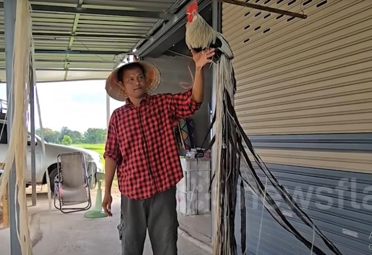 Ngày nay, Onagadori vẫn là giống gà quý, được nhiều đại gia săn lùng. Ảnh chụp màn hình Newsflare