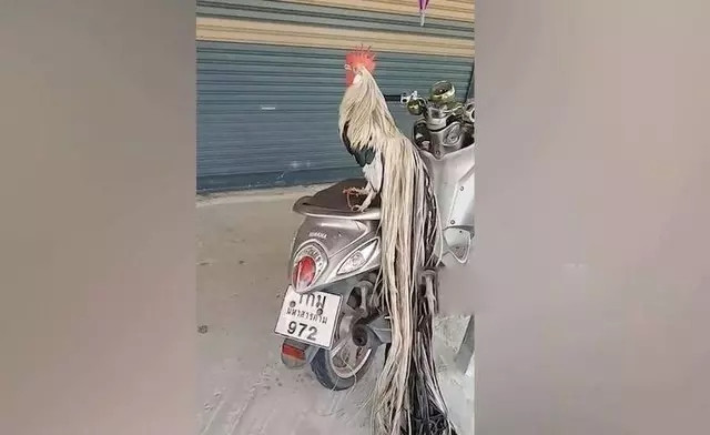 Từ xa xưa giống gà Onagadori được coi là "quốc sản" của người Nhật, là thú chơi của vua chúa ngày xưa. Ảnh chụp màn hình Newsflare