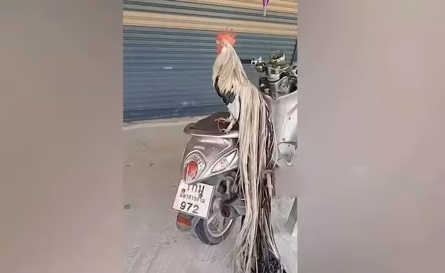 Từ xa xưa giống gà Onagadori được coi là "quốc sản" của người Nhật, là thú chơi của vua chúa ngày xưa. Ảnh chụp màn hình Newsflare