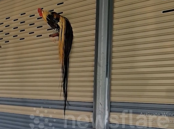 Con gà còn lại là Thong Kham có cái đuôi ngắn hơn, dài 2 mét, nhưng vẫn rất dài so với các con gà bình thường. Ảnh chụp màn hình Newsflare