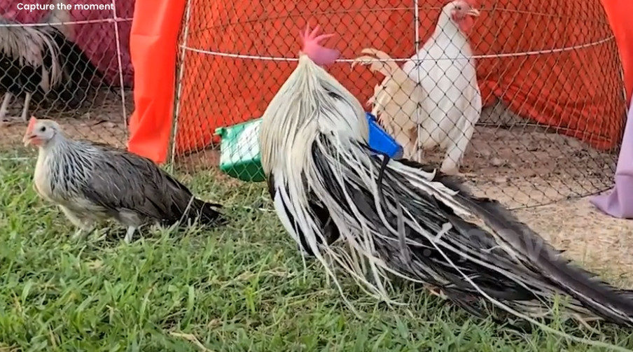 Chalermchai cho biết, anh có một chuồng gà có lưới thép để bảo vệ vào ban đêm khỏi chim, chuột và rắn. Ảnh chụp màn hình Newsflare