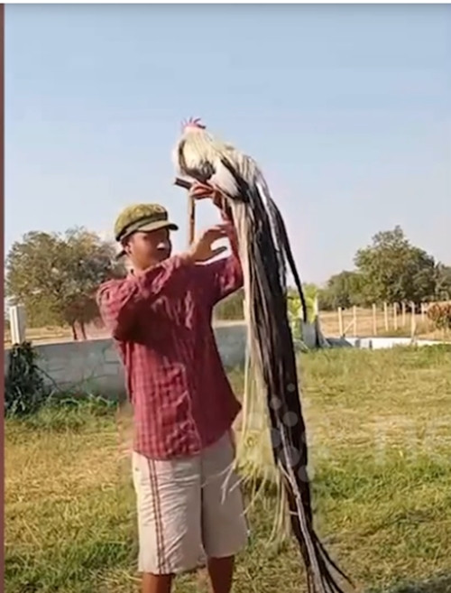 Trong đó, chú gà trống tên Nadech gây ấn tượng với chiếc đuôi dài 3,4 mét, lông trên cơ thể của nó dài trung bình 1 mét. Ảnh chụp màn hình Newsflare