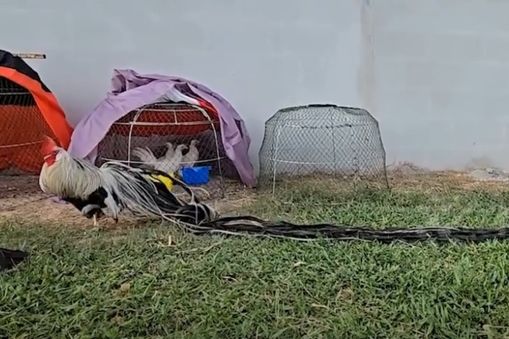 Các doanh nhân từ nhiều quốc gia khác như Lào, đã đề nghị mua ba con gà Onagadori của anh nông dân Chalermchai Maneeboon với giá 50.000 baht (37 triệu đồng). Ảnh chụp màn hình Newsflare