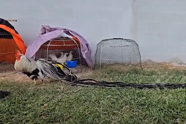 Các doanh nhân từ nhiều quốc gia khác như Lào, đã đề nghị mua ba con gà Onagadori của anh nông dân Chalermchai Maneeboon với giá 50.000 baht (37 triệu đồng). Ảnh chụp màn hình Newsflare