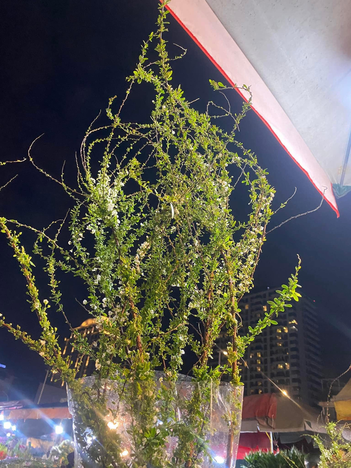 Trong khi đó, hoa tuyết mai mua tại các cửa hàng có tỷ lệ hoa nở cao hơn, nhưng giá thành cũng cao hơn (từ 100.000 - 150.000 đồng/bó). Ảnh: FB Cháp Hỏi Khánh Lượt