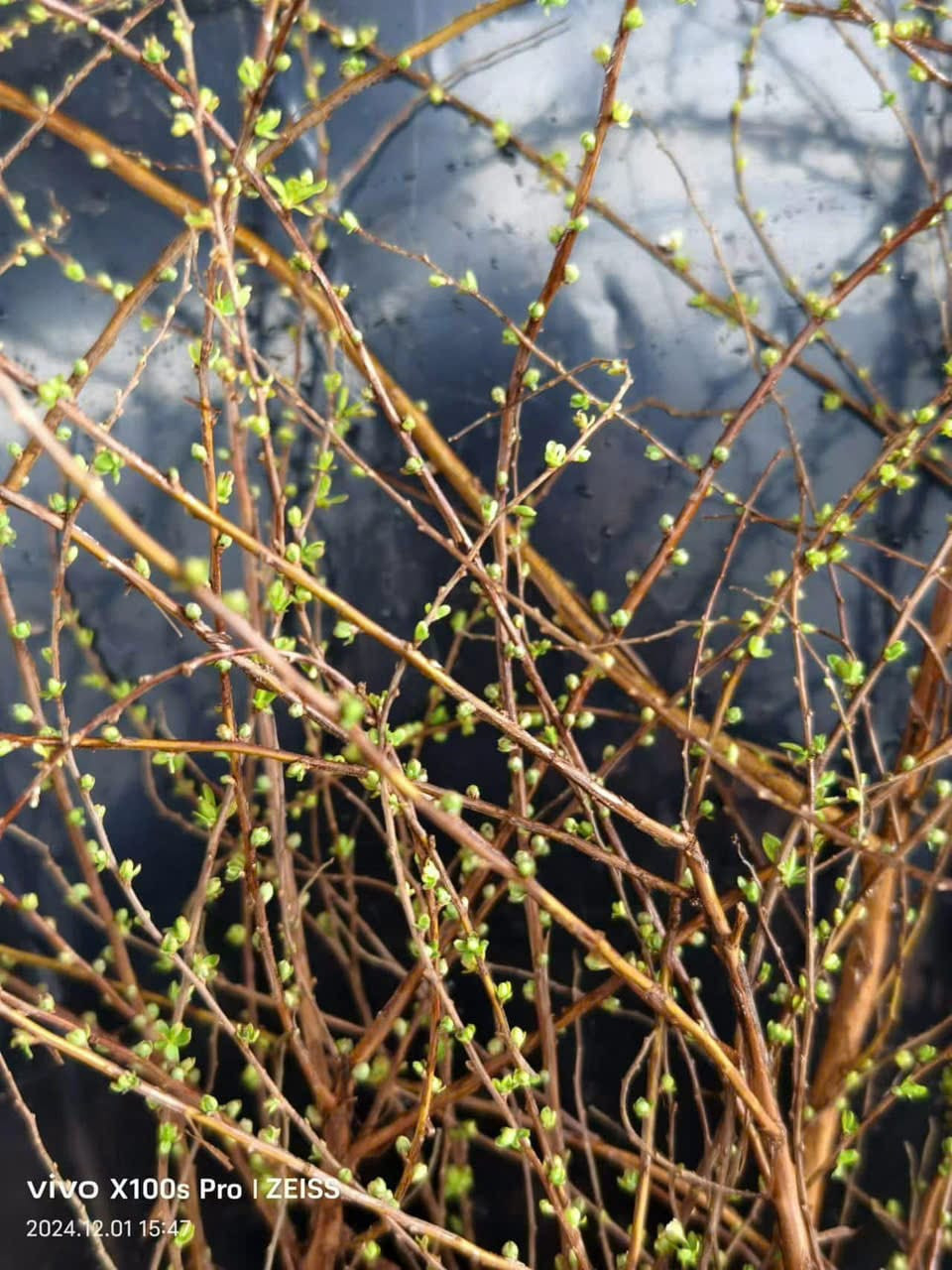 Mức giá này rẻ hơn so với mua trực tiêp tại các cửa hàng hoa. Tuy nhiên, chất lượng không đồng đều, có khi mua về chăm mãi vẫn không nở hoa. Ảnh: FB Tăng Ngoc