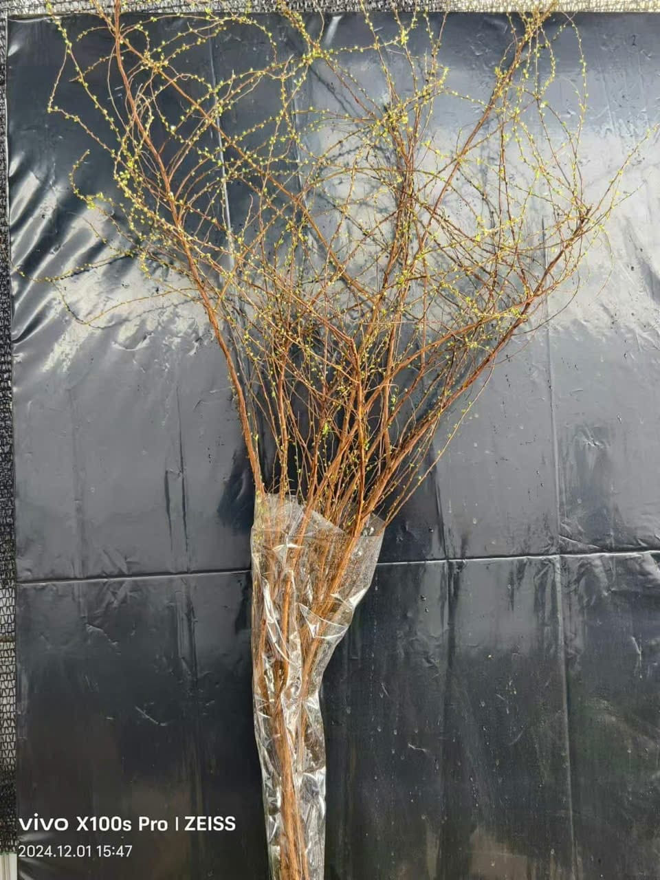 Trên chợ mạng, hoa tuyết mai có giá từ 50.000 - 75.000 đồng/bó, tùy loại. Ảnh: FB Tăng Ngoc