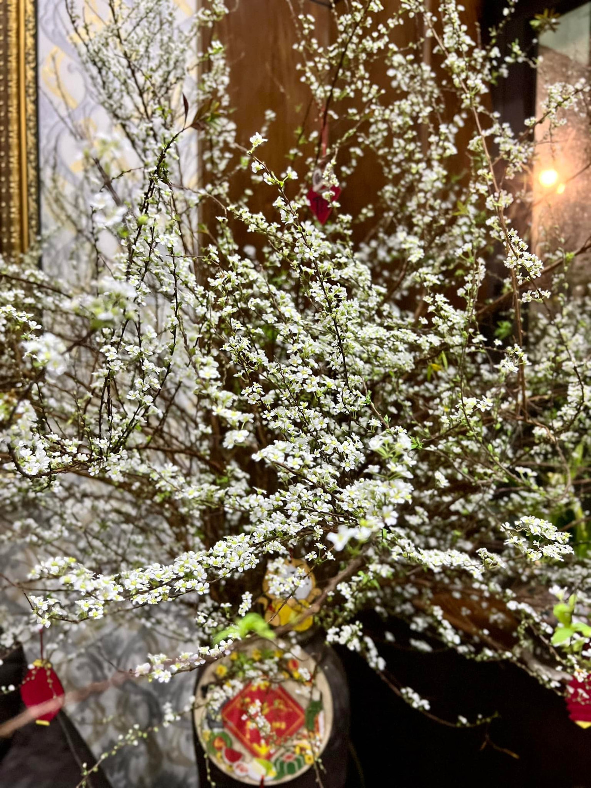 Thông thường, mọi người cắm tuyết mai từ 2 - 3 bó trong một bình để trông sum suê. Ảnh: Thanh Nhài Vũ