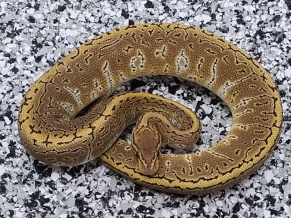 Trăn bóng gió mùa được phát hiện vào năm 2015, có màu sắc độc đáo. Loài rắn này có giá khoảng 12.000 USD (287 triệu VNĐ). Ảnh: Dnaindia